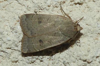 <i>Noctua comes</i>