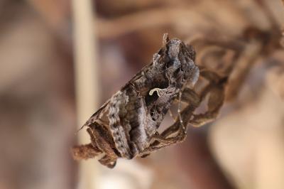 <i>Autographa gamma</i>