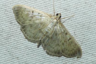 <i>Patania ruralis</i>
