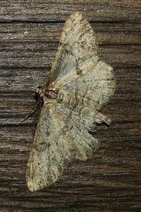<i>Peribatodes rhomboidaria</i>
