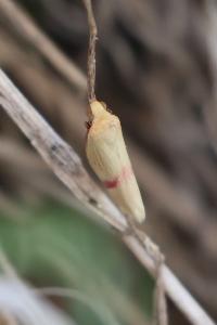 <i>Rhodometra sacraria</i>