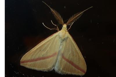 <i>Rhodometra sacraria</i>