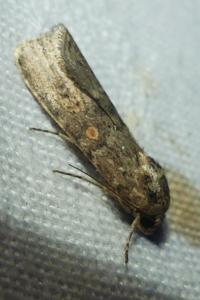 <i>Spodoptera exigua</i>