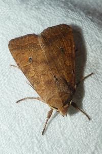 <i>Sunira circellaris</i>