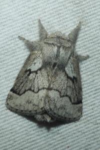<i>Trichiura crataegi</i>