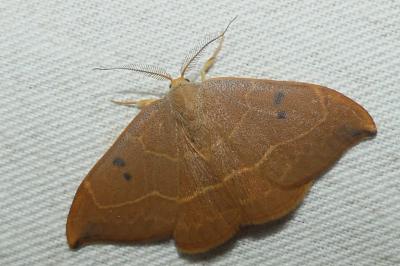 <i>Watsonalla binaria</i>