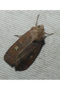 <i>Xestia xanthographa</i>