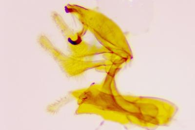 <i>Aproaerema cinctella</i>