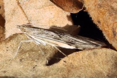 <i>Homoeosoma sinuella</i>