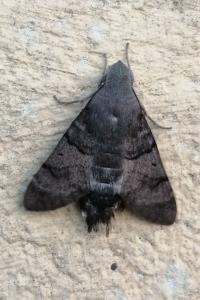 <i>Macroglossum stellatarum</i>