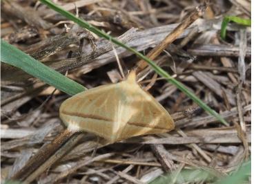 <i>Rhodometra sacraria</i>