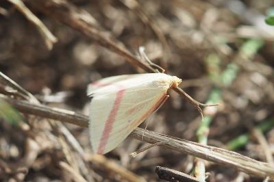 <i>Rhodometra sacraria</i>