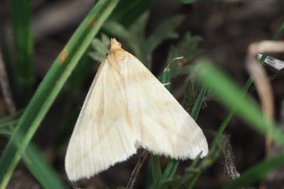 <i>Rhodometra sacraria</i>