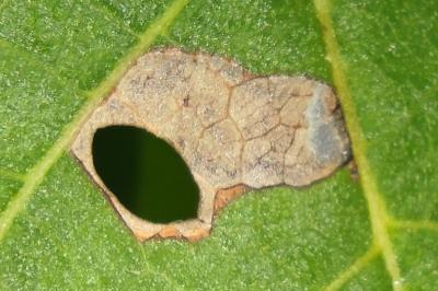 <i>Coptodisca lucifluella</i>