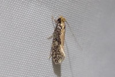 <i>Monopis crocicapitella</i>
