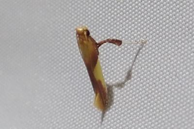 <i>Caloptilia robustella</i>