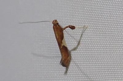 <i>Caloptilia stigmatella</i>