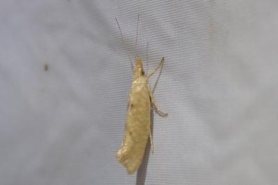 <i>Ypsolopha alpella</i>