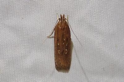 <i>Helcystogramma triannulella</i>