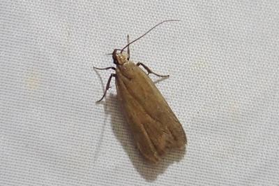 <i>Acompsia cinerella</i>