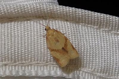 <i>Clepsis consimilana</i>