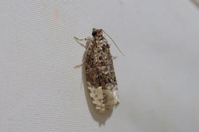 <i>Apotomis betuletana</i>