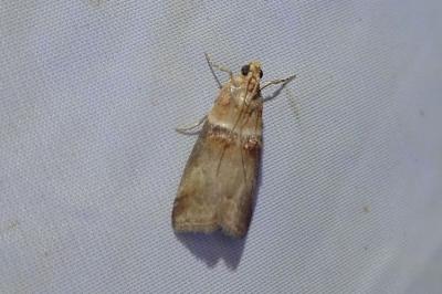 <i>Acrobasis tumidana</i>