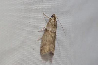 <i>Acrobasis consociella</i>