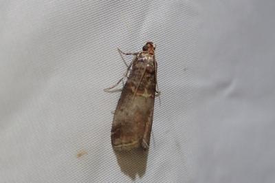 <i>Acrobasis advenella</i>
