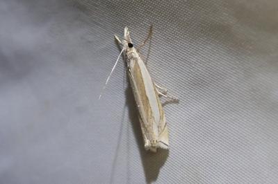 <i>Crambus pascuella</i>