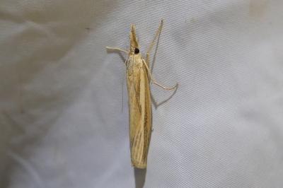 <i>Agriphila tristella</i>