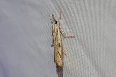 <i>Agriphila geniculea</i>