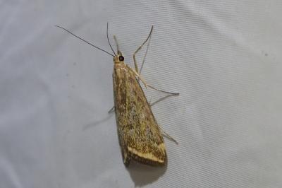 <i>Loxostege sticticalis</i>