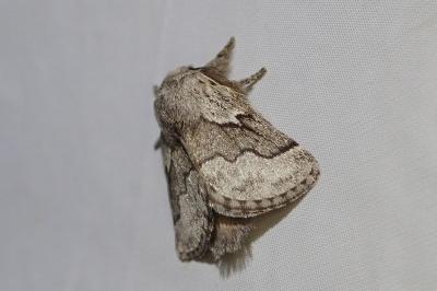 <i>Trichiura crataegi</i>