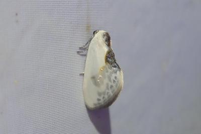 <i>Cilix glaucata</i>