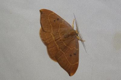 <i>Watsonalla binaria</i>