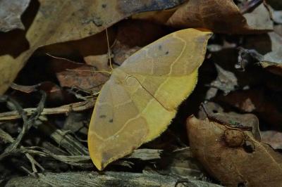 <i>Watsonalla binaria</i>