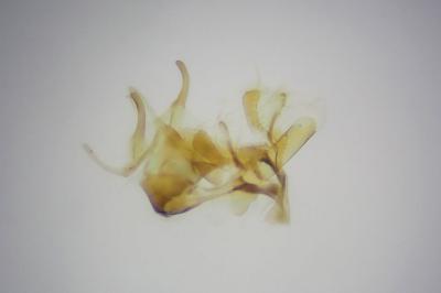 <i>Watsonalla binaria</i>