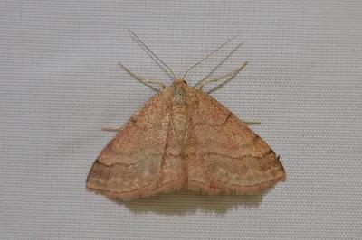 <i>Scopula rubiginata</i>