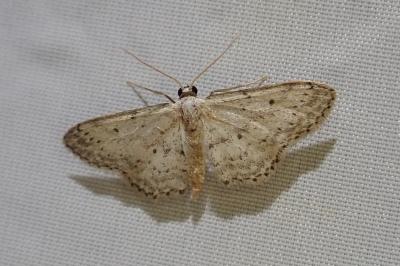 <i>Idaea seriata</i>