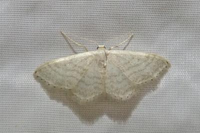 <i>Idaea subsericeata</i>