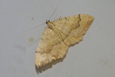 <i>Camptogramma bilineata</i>