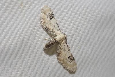 <i>Eupithecia centaureata</i>
