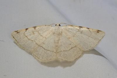 <i>Stegania trimaculata</i>