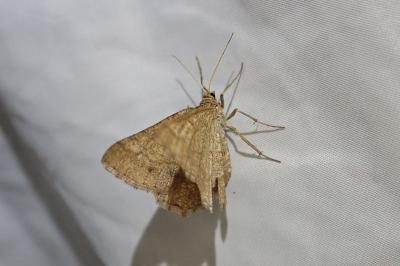 <i>Isturgia murinaria</i>