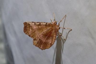 <i>Selenia dentaria</i>