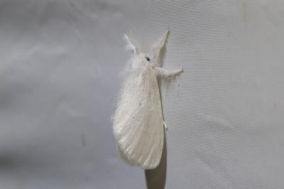 <i>Sphrageidus similis</i>