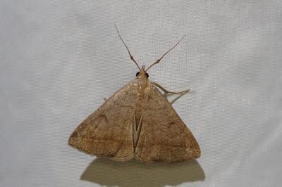 <i>Zanclognatha lunalis</i>