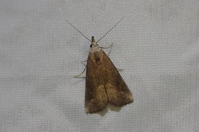 <i>Schrankia costaestrigalis</i>
