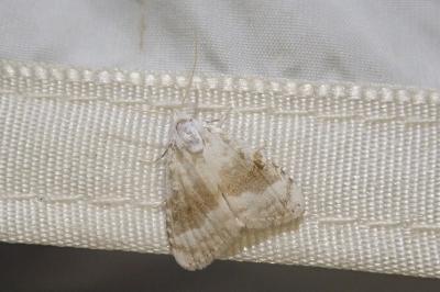 <i>Meganola albula</i>